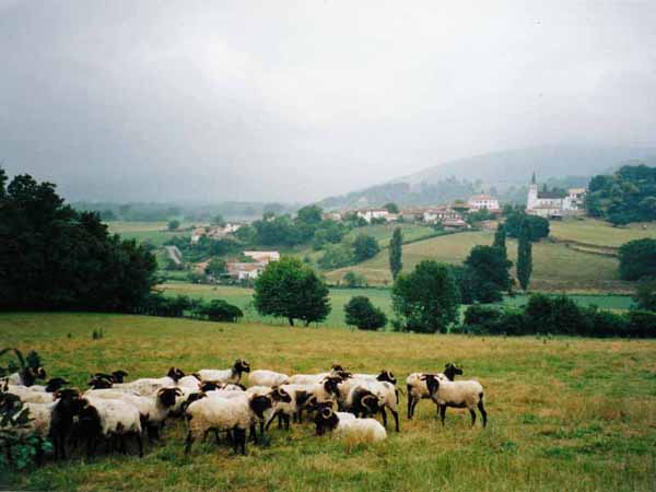 Walking in France: Basque sheep, with Ostabat in the background haze
