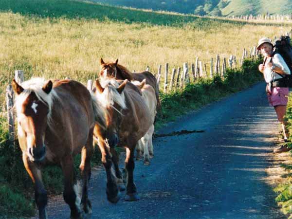 Walking in France: Pottoks - prehistoric horses of the Pyrénnées