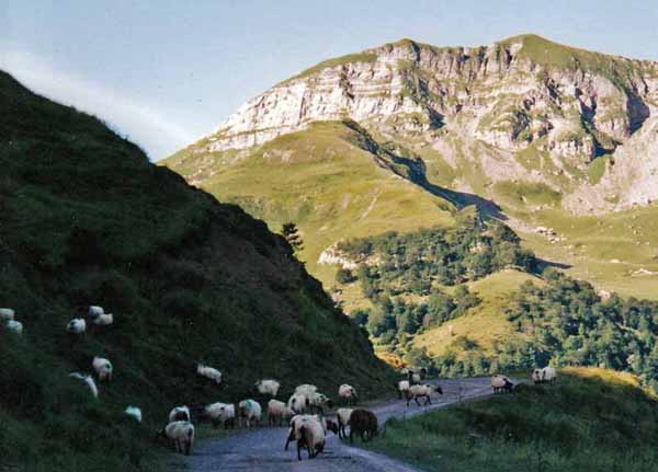 Walking in France: Black-legged Pyrenean sheep