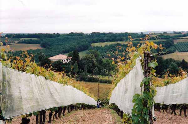 Walking in France: The welcoming Aube Nouvelle through the vines
