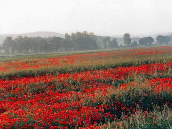 Walking in France: Early morning on the road. Poppies near Tournon-d'Agenais