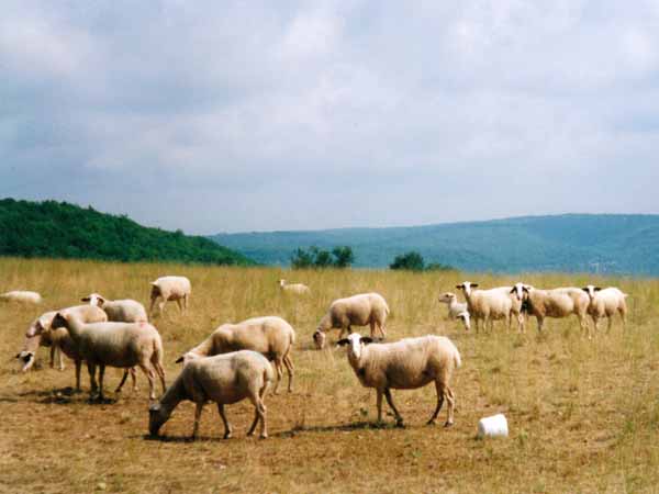 Walking in France: Quercy sheep