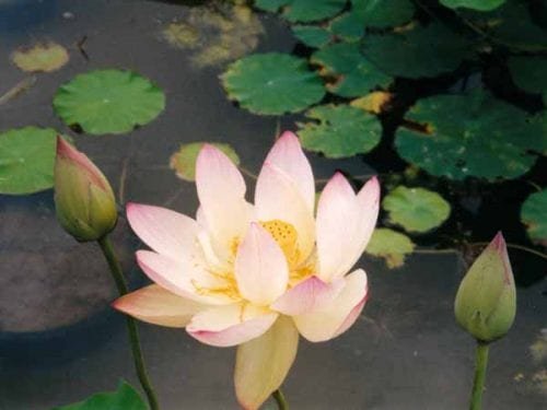 Walking in France: Water lily