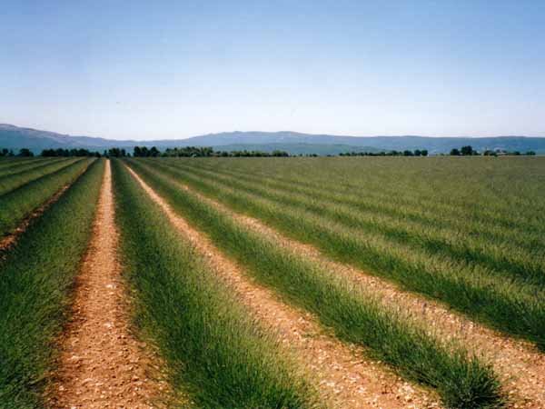 Walking in France: Provence lavender farm