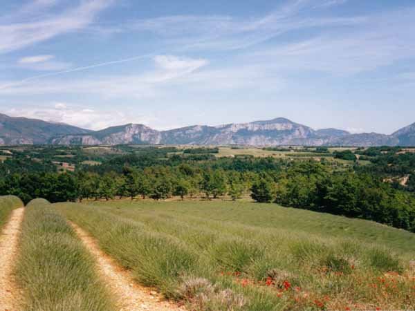 Walking in France: Lavender farm