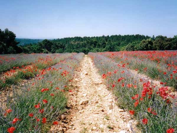 Walking in France: Lavender and poppies, High Provence