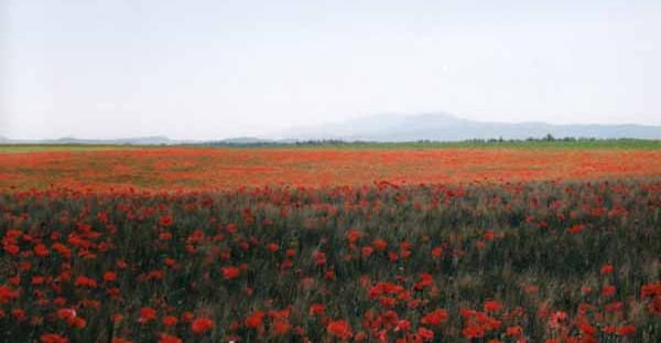 Walking in France: Wild poppies, High Provence