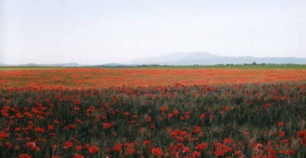 Walking in France: Wild poppies, High Provence