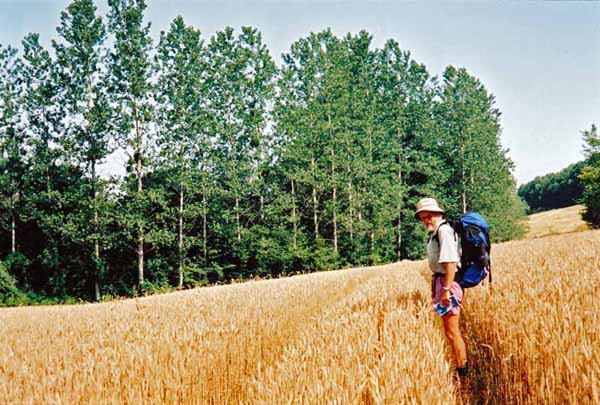 Walking in France: Lost in a wheatfield