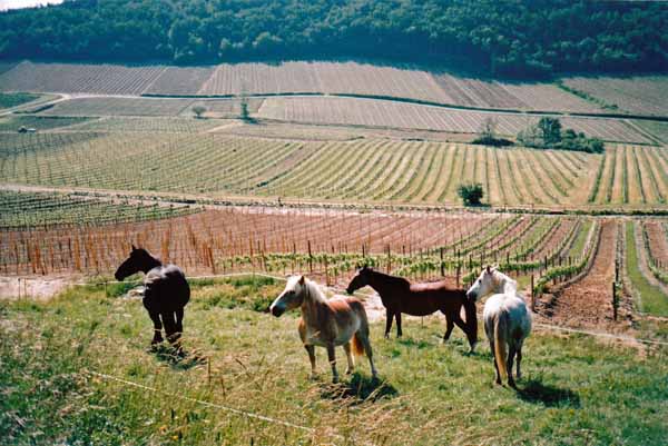 Walking in France: Vines near Saint-Romain