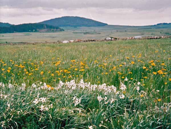 Walking in France: A field of wild daffodils