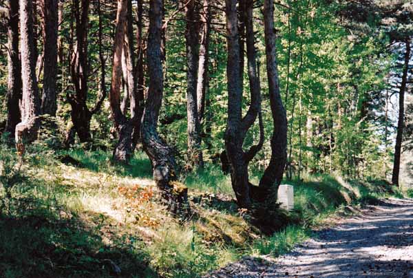 Walking in France: A forest of twisted "baker's pines"