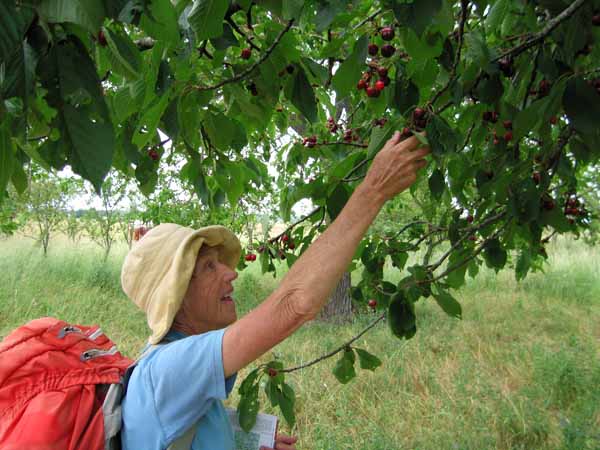 Walking in France: Some handy cherries on the side of the road