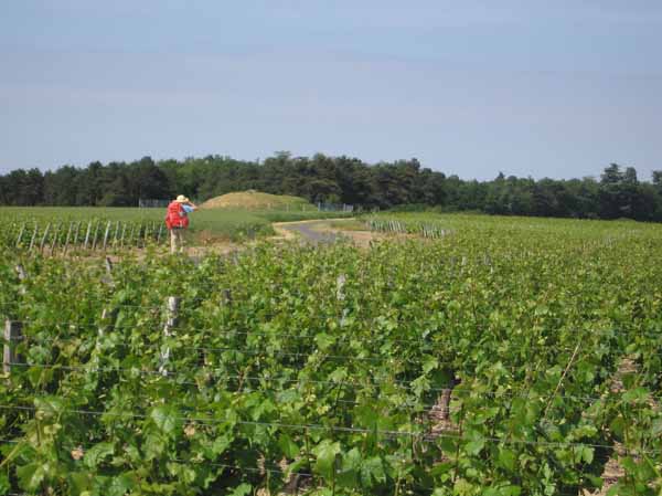 Walking in France: Amongst the vines near Chissay