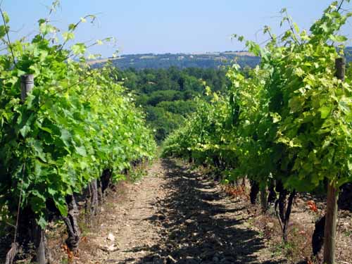 Walking in France: Vines near Marsac