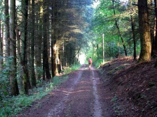 Walking in France: Deep in the Morvan forest