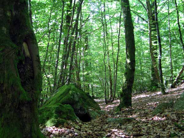 Walking in France: Part of the mossy forest we walked through