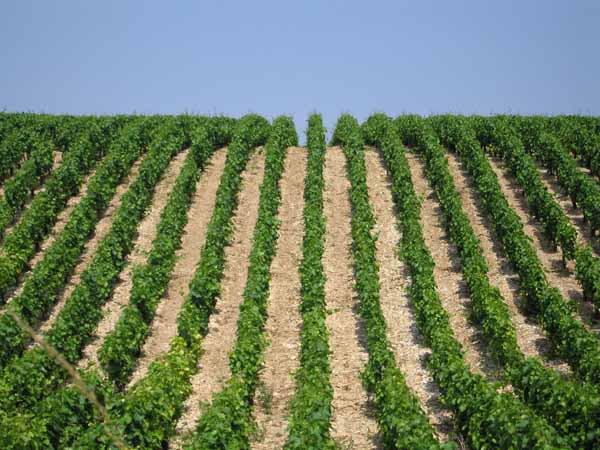 Walking in France: And more Chablis vineyards