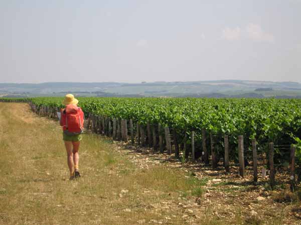 Walking in France: More vines