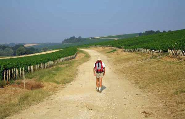Walking in France: Hot work through the vineyards of Chablis