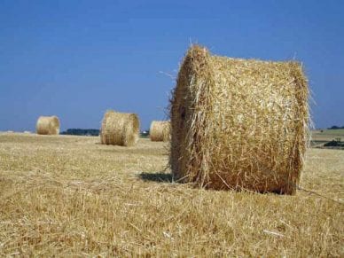 Walking in France: Golden rolls of hay