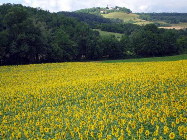 Walking in France: Looking across a field of sunflowers to Montlauzun