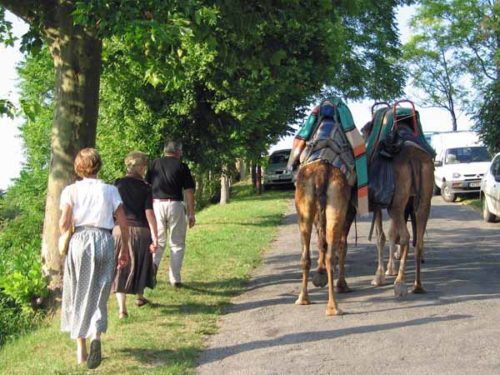 Walking in France: A rare sight in France - three Australians and two camels going to a Bastille Day feast