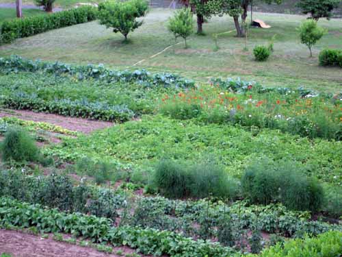 Walking in France: A well maintained vegetable garden in Trébas