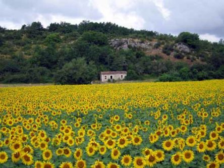 Walking in France: Sunflowers on the back way to Montricoux