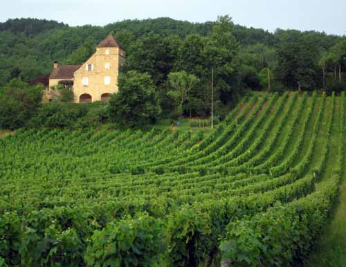 Walking in France: Vines of the Lot valley