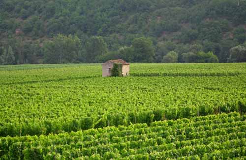 Walking in France: Vines stretching down to the Lot