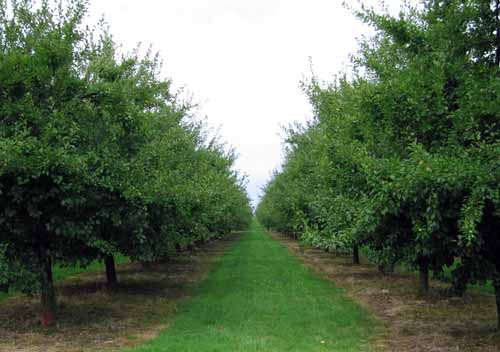 Walking in France: Prune orchard near Beaumont-du-Périgord
