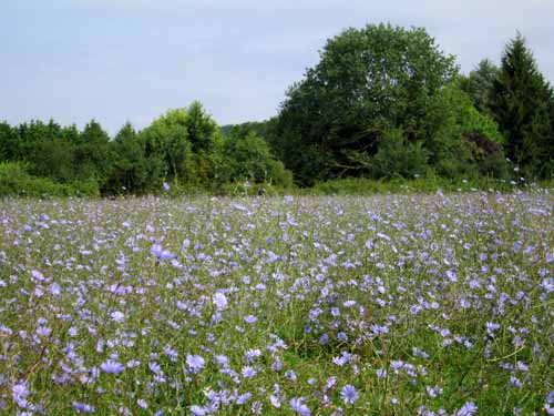 Walking in France: Field of flowers near Mouleydier