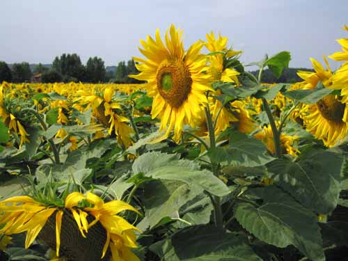 Walking in France: Sunflowers, also near Mouleydier