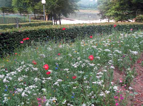 Walking in France: An inadequate photo of the flower garden near the shower block