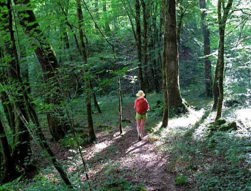 Walking in France: A shady track beside the Vézère