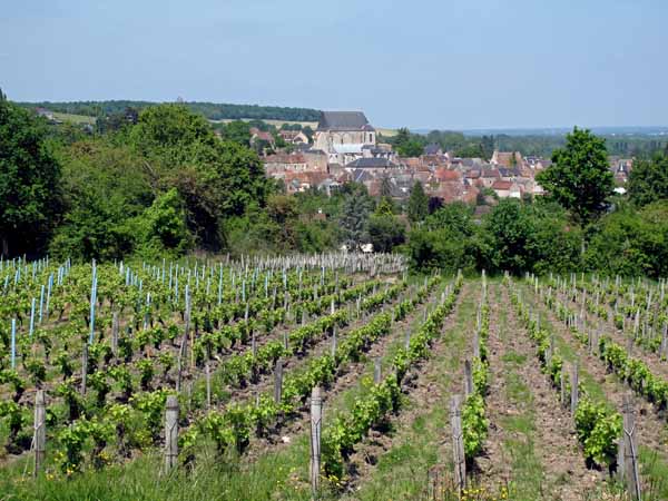Walking in France: Looking back to Saint-Satur across Sancerre vineyards