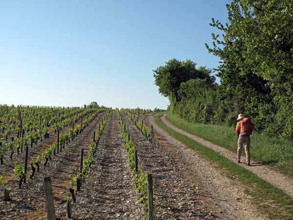 Walking in France: The vines of les Girarmes