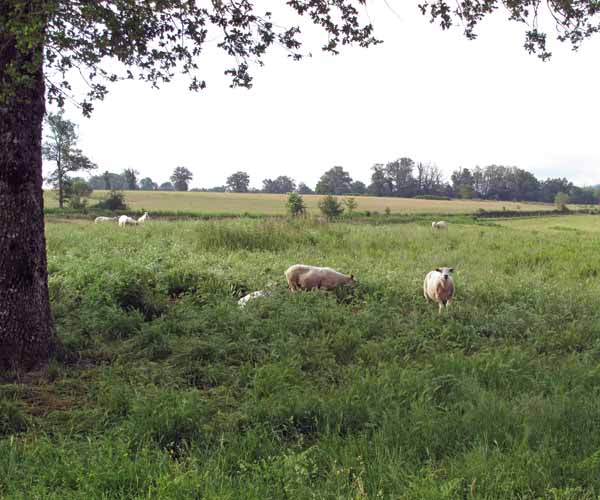 Walking in France: Lucky French sheep up to their armpits in grass