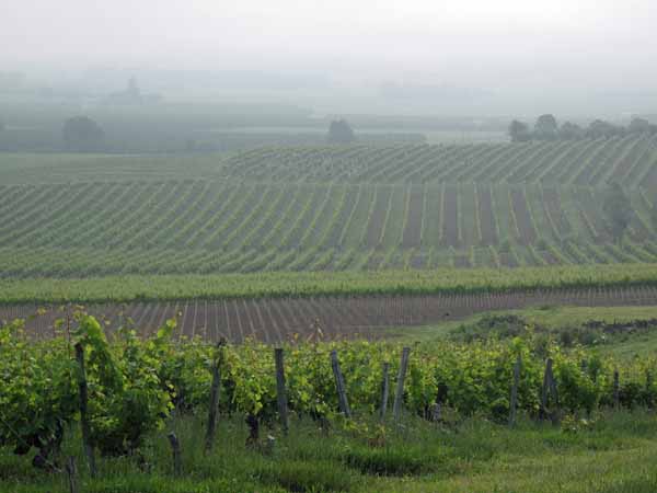 Walking in France: More Montbazillac vineyards through the morning mist