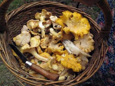 Walking in France: Her collection of girolles and cèpes