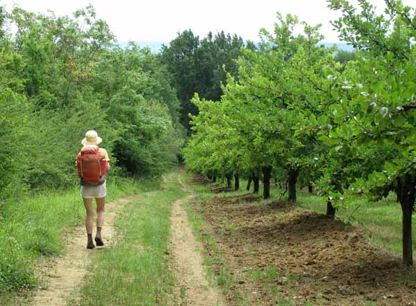 Walking in France: One of the many prune orchards in the area