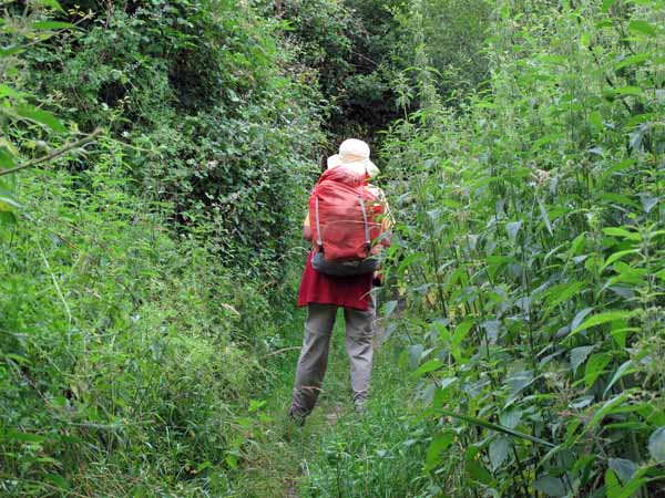 Walking in France: Dwarfed by stinging nettles