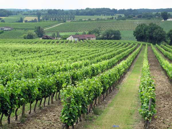 Walking in France: Vineyards of Armagnac