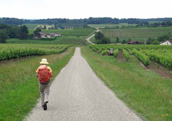 Walking in France: More Armagnac vineyards