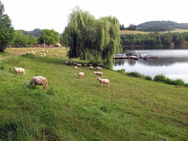 Walking in France: Lucky sheep at the end of the lake