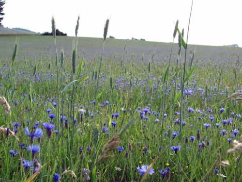 Walking in France: Cornflowers in a wheat field near les Sauvages