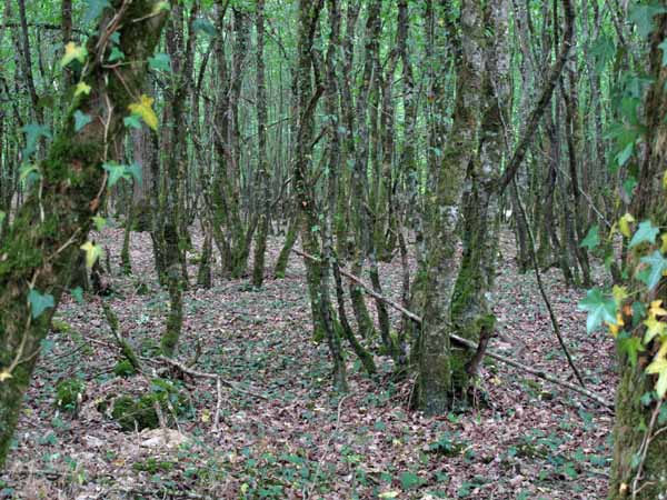 Walking in France: Deep in an ancient forest