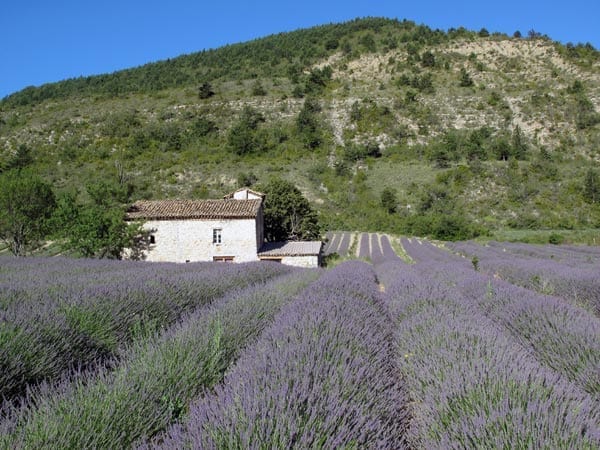 Walking in France: A lavender farm in the Baronnies