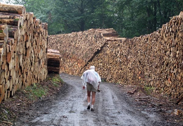 Walking in France: In a canyon of pine logs